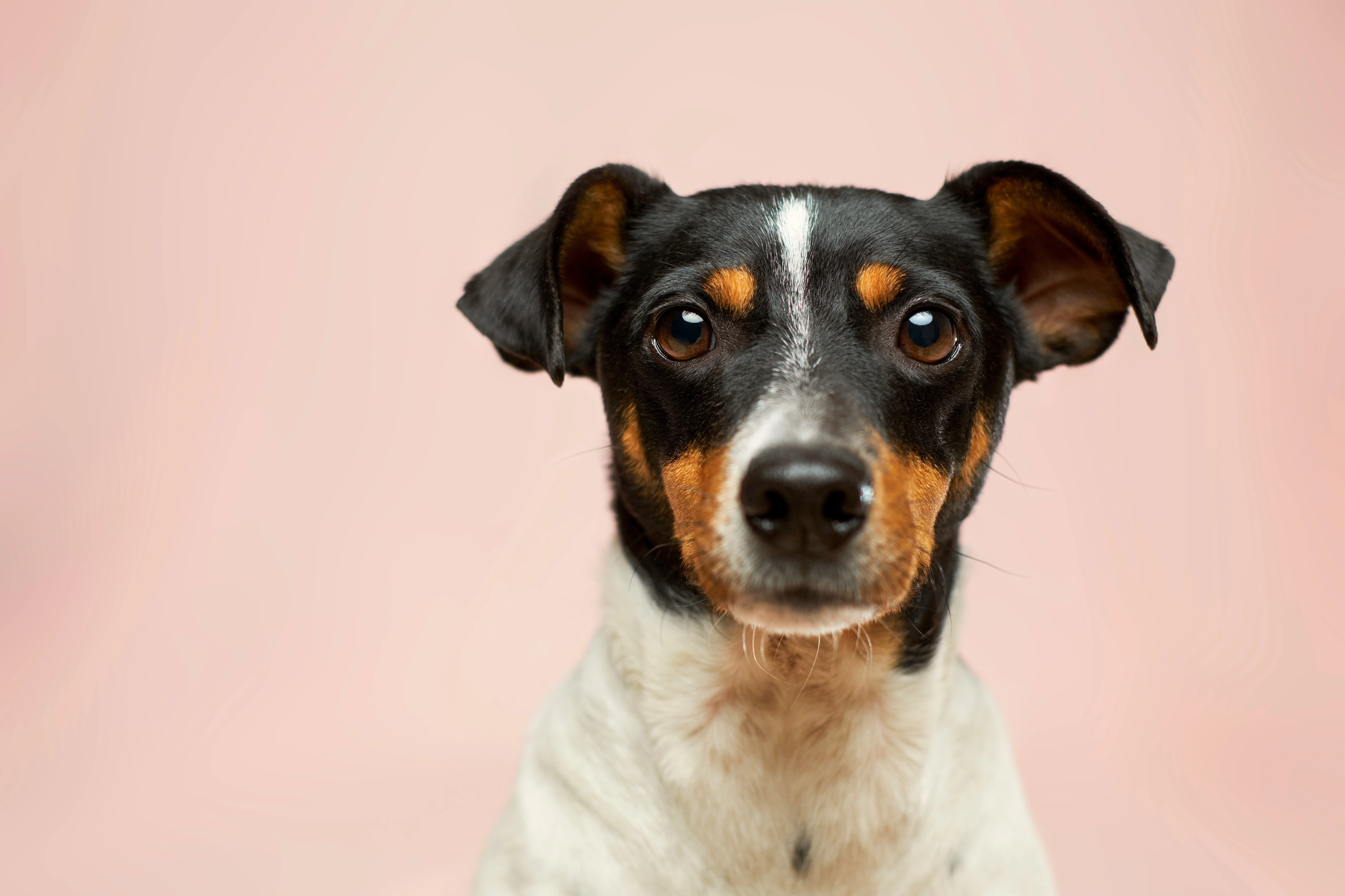 Cachorro atento em retrato com fundo claro.